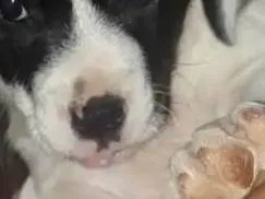 Cachorro raça SRD-ViraLata idade Abaixo de 2 meses nome Lua 