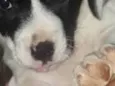Lua