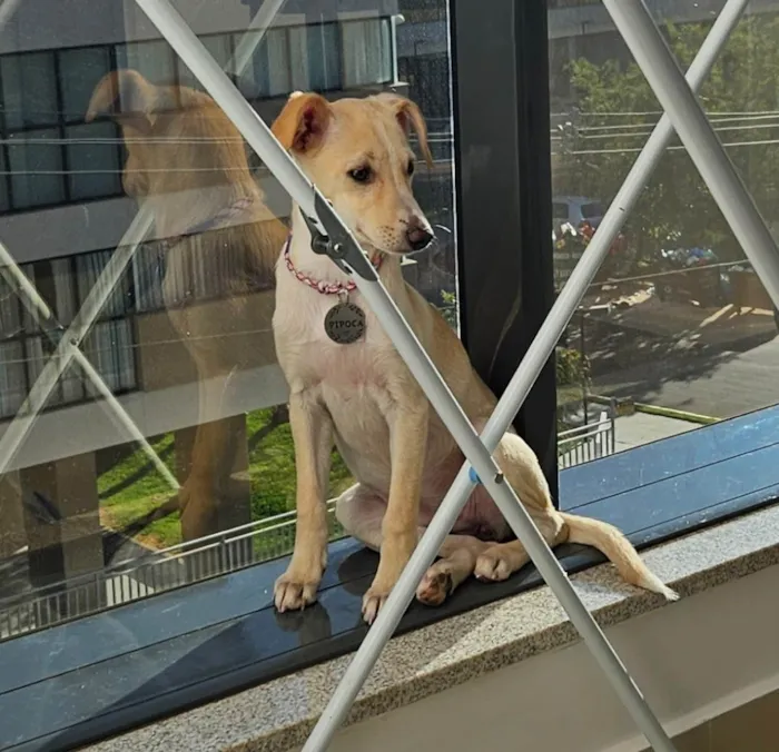 Cachorro ra a Vira lata idade 2 a 6 meses nome Pipoca