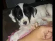 Lua