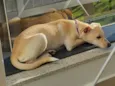 Pipoca