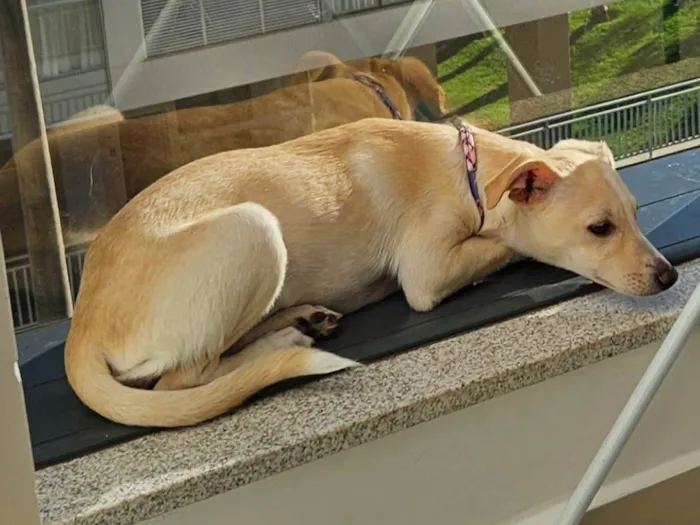 Cachorro ra a Vira lata idade 2 a 6 meses nome Pipoca