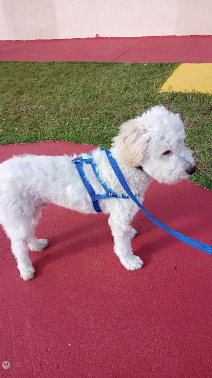 Cachorro ra a Podlle com Vira latas idade 7 a 11 meses nome Tobias /Toby