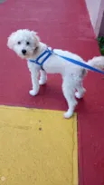 Tobias /Toby