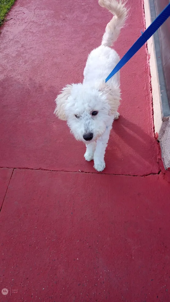Cachorro ra a Podlle com Vira latas idade 7 a 11 meses nome Tobias /Toby
