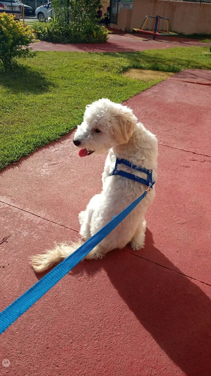 Cachorro ra a Podlle com Vira latas idade 7 a 11 meses nome Tobias /Toby