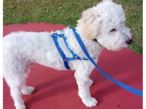 Cachorro raça Podlle com Vira latas idade 7 a 11 meses nome Tobias /Toby