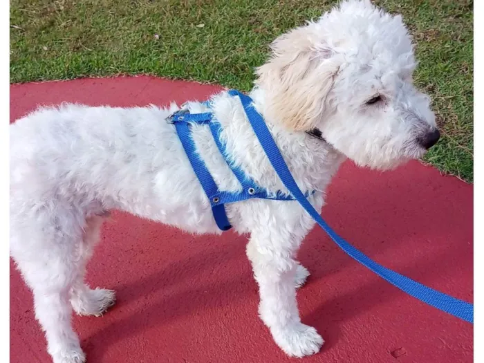 Cachorro ra a Podlle com Vira latas idade 7 a 11 meses nome Tobias /Toby