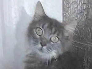Gato raça SRD-ViraLata idade 1 ano nome MONNA e LUAH