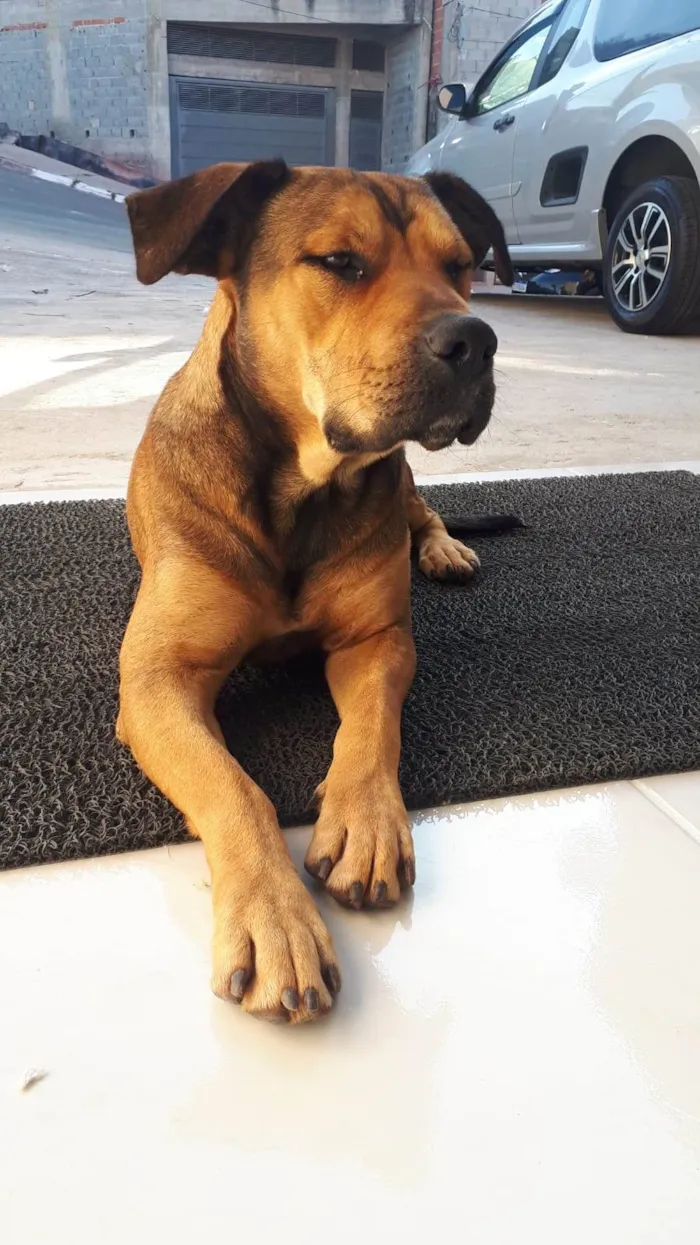 Cachorro ra a SRD-ViraLata idade 1 ano nome Maguila