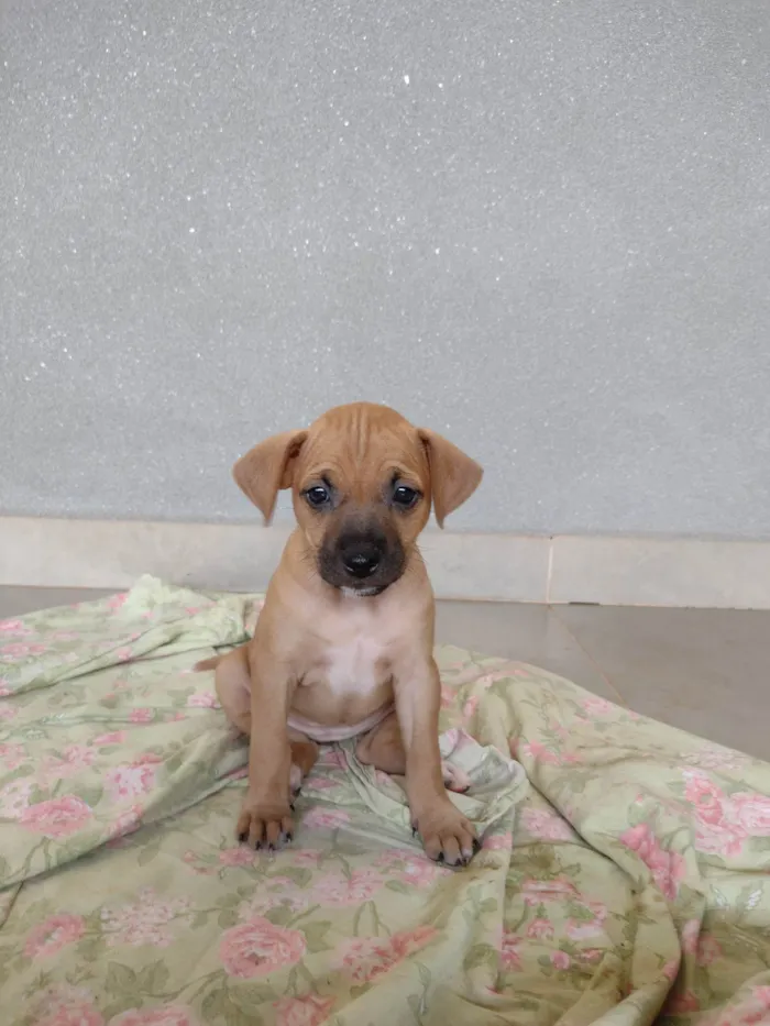 Cachorro ra a Sem raça definida  idade Abaixo de 2 meses nome Sem nome 