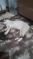 Miti