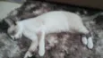 Miti