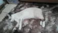 Miti