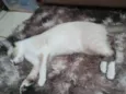 Miti