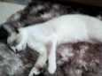 Miti