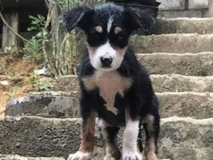 Cachorro raça SRD-ViraLata idade 7 a 11 meses nome Pandora 