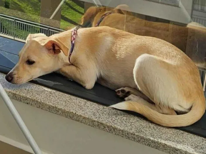 Cachorro ra a Vira lata idade 2 a 6 meses nome Pipoca