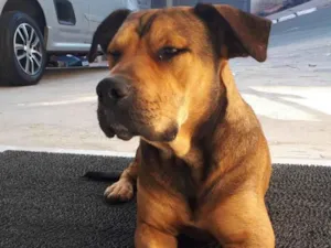 Cachorro raça SRD-ViraLata idade 1 ano nome Maguila