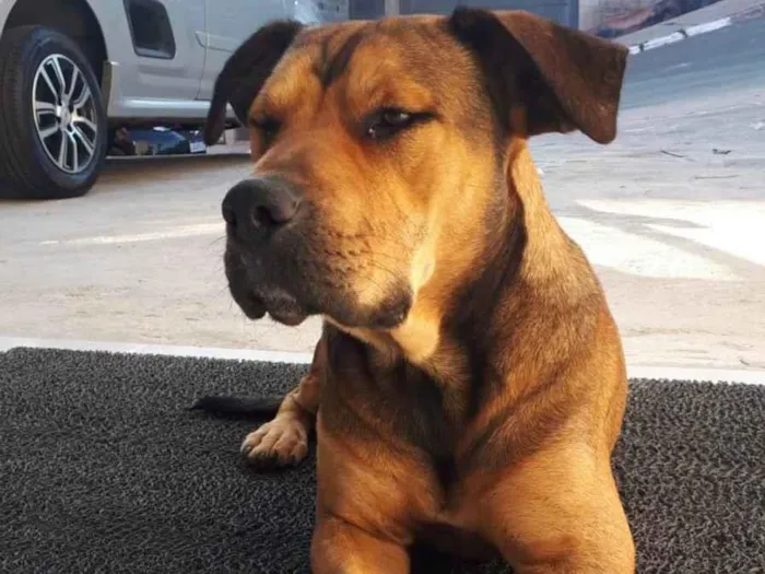 Cachorro ra a SRD-ViraLata idade 1 ano nome Maguila