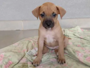 Cachorro raça Sem raça definida  idade Abaixo de 2 meses nome Sem nome 