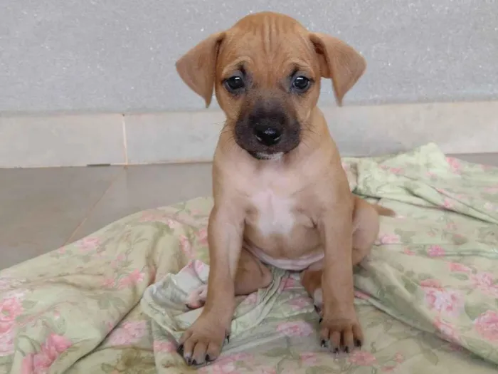 Cachorro ra a Sem raça definida  idade Abaixo de 2 meses nome Sem nome 