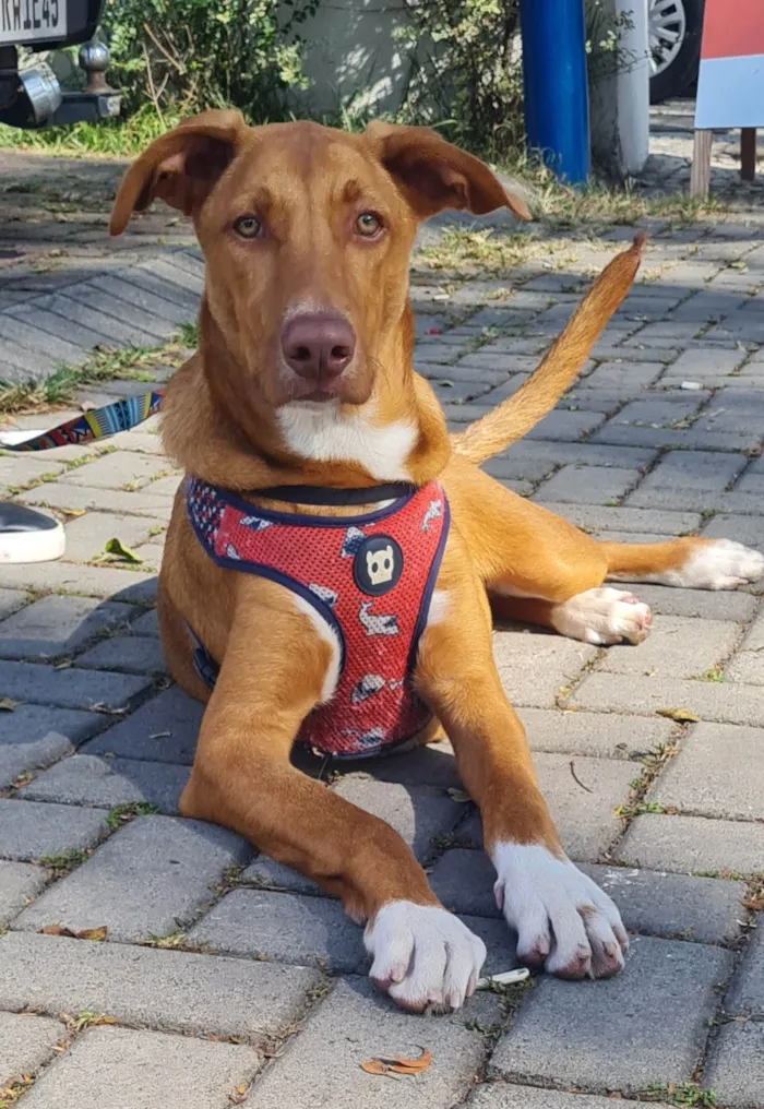 Cachorro raça SRD-ViraLata idade 7 a 11 meses nome TOBBY