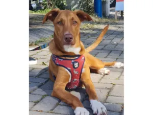 Cachorro raça SRD-ViraLata idade 7 a 11 meses nome TOBBY