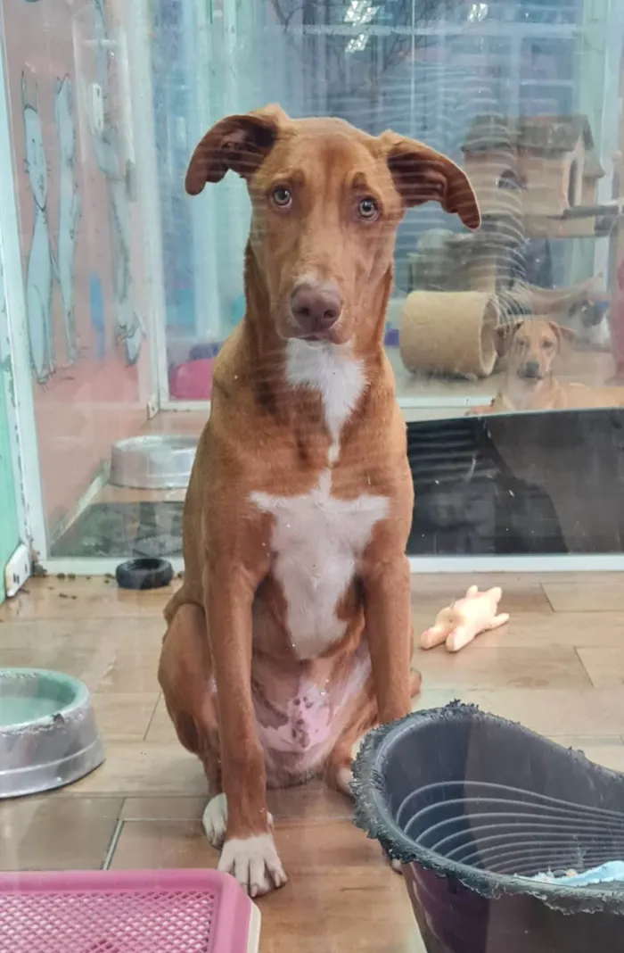 Cachorro raça SRD-ViraLata idade 7 a 11 meses nome TOBBY