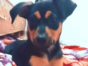 Cachorro raça Vira lata idade Abaixo de 2 meses nome Atena