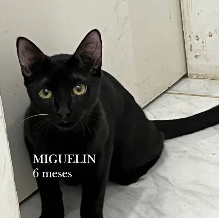 Gato ra a SRD-ViraLata idade 2 a 6 meses nome MIGUELIN