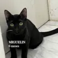 MIGUELIN