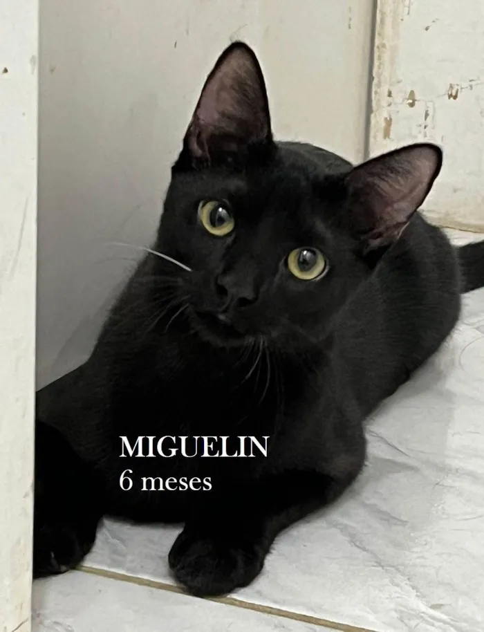Gato ra a SRD-ViraLata idade 2 a 6 meses nome MIGUELIN