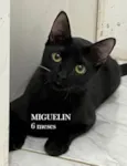 MIGUELIN