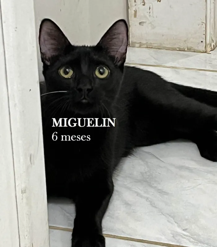 Gato ra a SRD-ViraLata idade 2 a 6 meses nome MIGUELIN