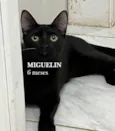 MIGUELIN