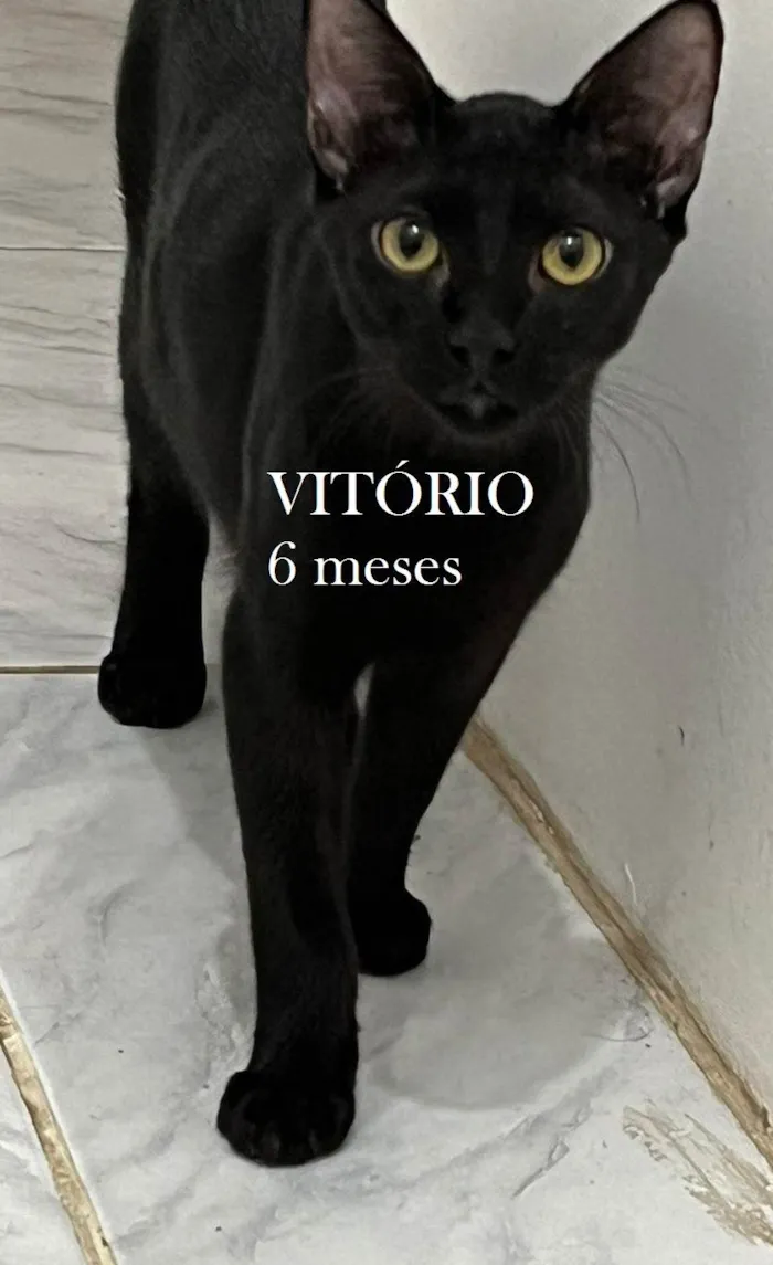 Gato ra a SRD-ViraLata idade 2 a 6 meses nome VITÓRIO