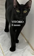 VITÓRIO