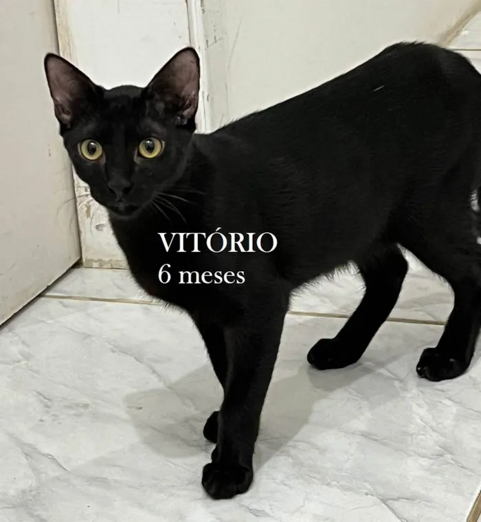 Gato ra a SRD-ViraLata idade 2 a 6 meses nome VITÓRIO