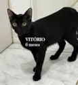 VITÓRIO