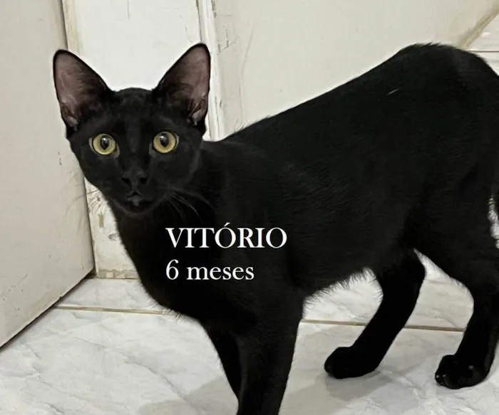 Gato ra a SRD-ViraLata idade 2 a 6 meses nome VITÓRIO