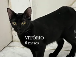 Gato raça SRD-ViraLata idade 2 a 6 meses nome VITÓRIO