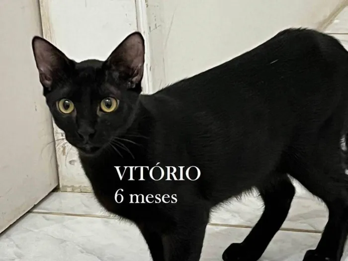 Gato ra a SRD-ViraLata idade 2 a 6 meses nome VITÓRIO