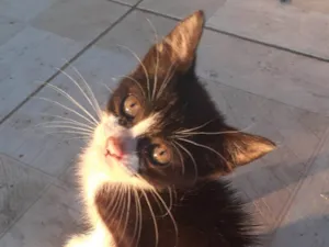 Gato raça SRD-ViraLata idade Abaixo de 2 meses nome COSME
