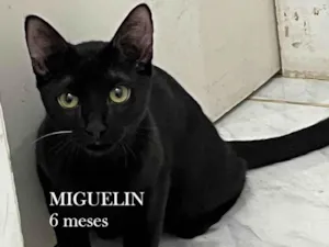 Gato raça SRD-ViraLata idade 2 a 6 meses nome MIGUELIN