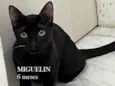 MIGUELIN