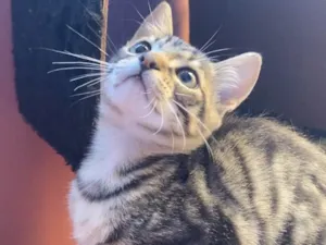 Gato raça Srd idade Abaixo de 2 meses nome Beto