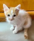 Déia