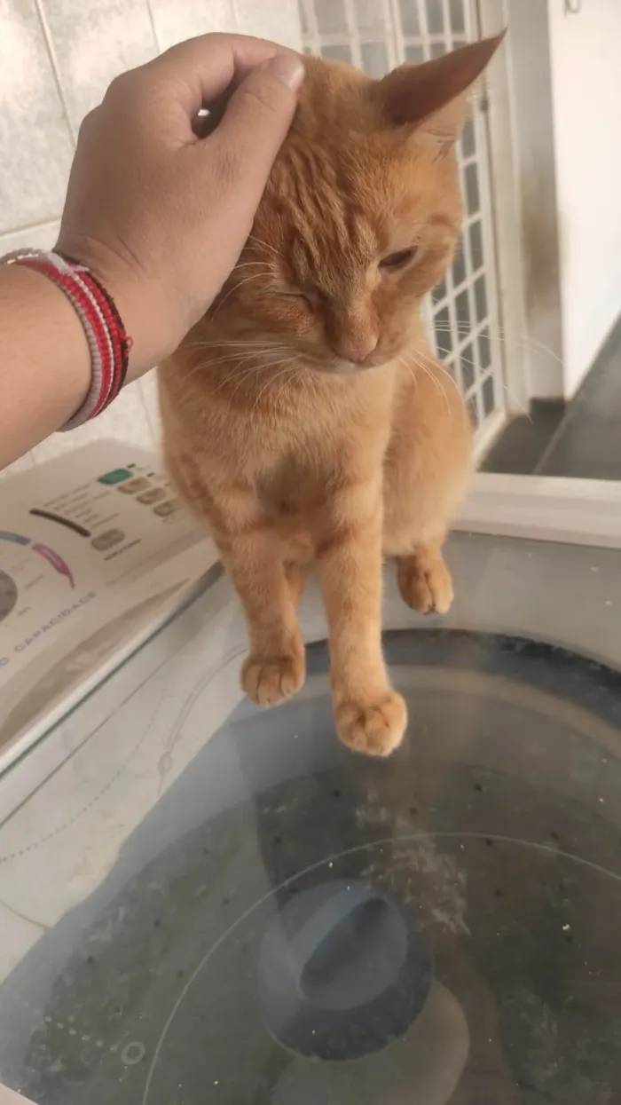Gato raça SRD-ViraLata idade 1 ano nome Sanji e Nico Robin
