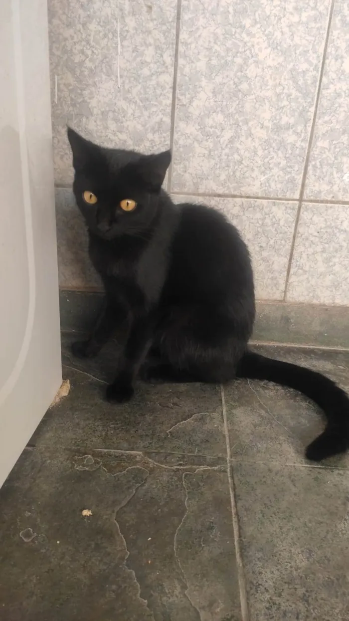 Gato raça SRD-ViraLata idade 1 ano nome Sanji e Nico Robin